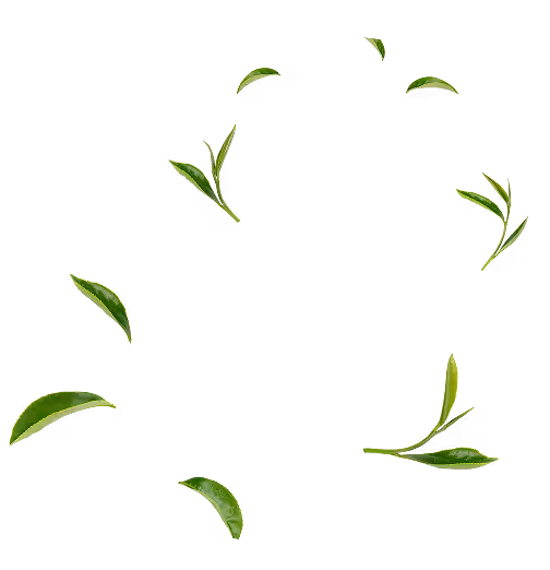 Leaves image